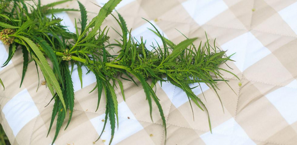 Матрас Mr.Mattress Sativa L 