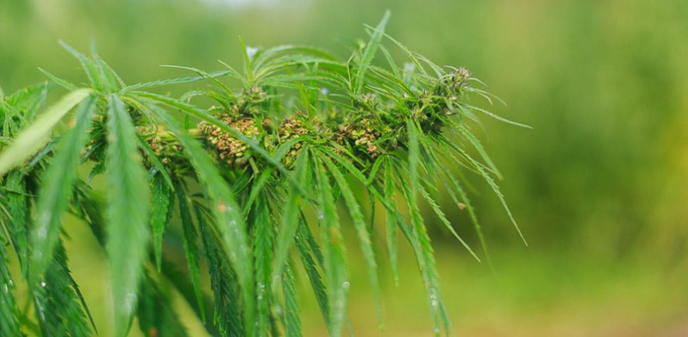 Матрас Mr.Mattress Sativa XL 